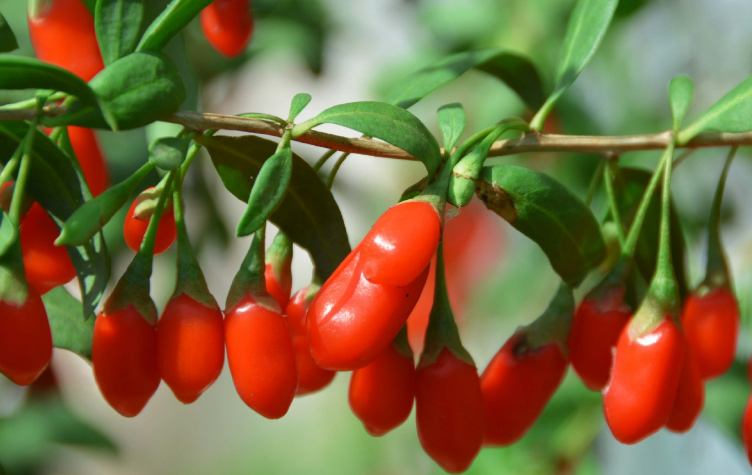 养生枸杞变“毒枸杞”伤了多少人的心(图2) 养生枸杞变“毒枸杞”伤了多少人的心(图2)